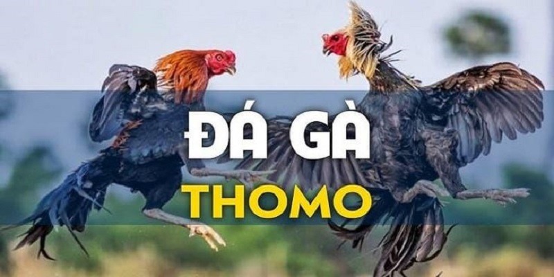 Đá gà Thomo hấp dẫn kịch tính trên sàn cược